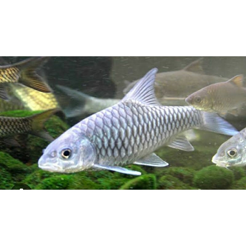 Jual Tor Tambra / Masheer / Semah / Pelengkap Aquarium / Hiasan ...