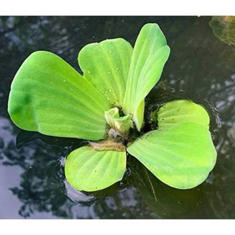 Jual Tanaman air Kayu apu | Kebutuhan aquatic | Shopee Indonesia