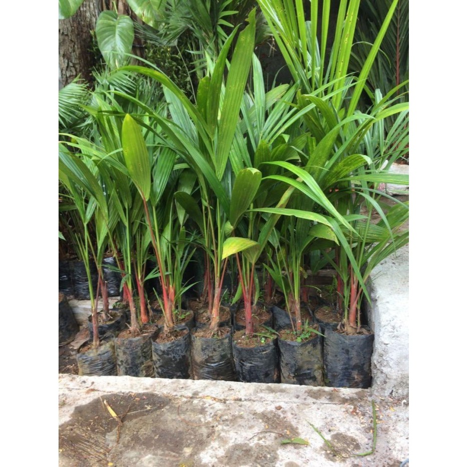 Jual Promo COD!!! Tanaman Hias Palm Merah - Palem Merah Rumpun | Shopee ...