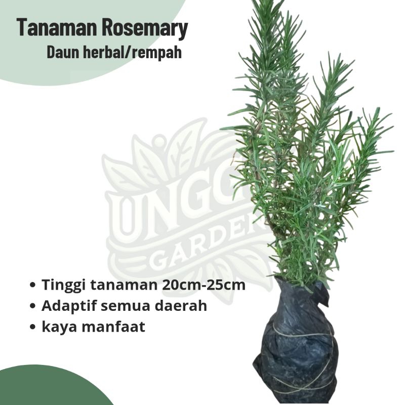 Tanaman Rosemary Daun Herbal/Rempah Ber Aroma
