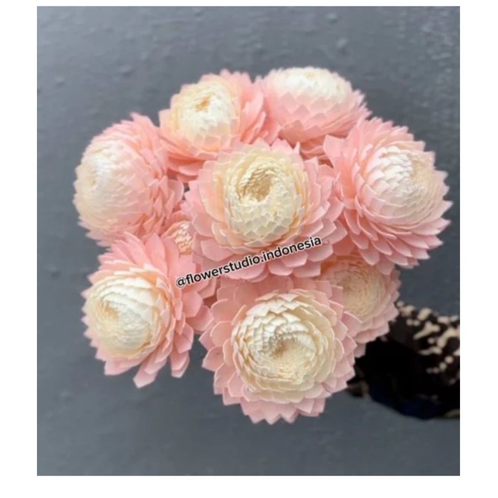 Jual Sola peony mum | Shopee Indonesia