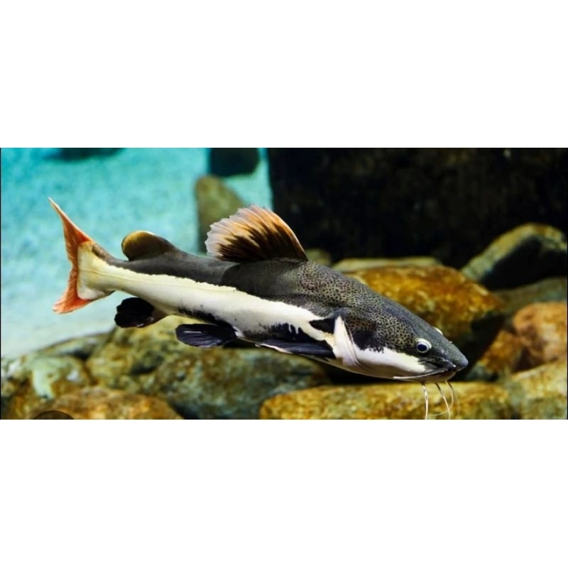 Jual special pelengkap aquarium ikan RTC bonus pakan | Shopee Indonesia