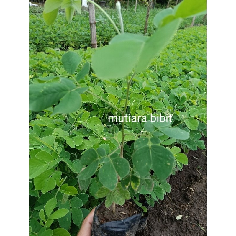 Jual Pohon Trembesi Terlengkap & Harga Terbaru Juli 2026 | Shopee Indonesia