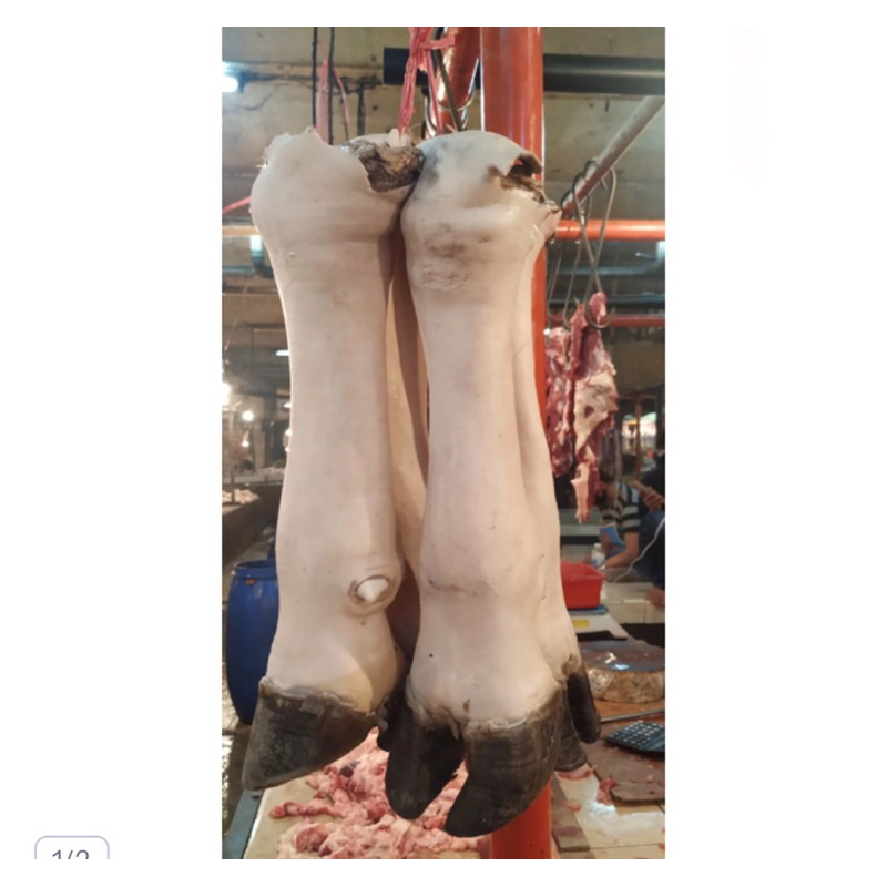 Jual kaki sapi lokal cokor sapi | Shopee Indonesia