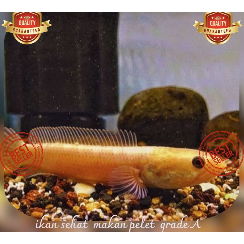 Jual Limbata golden | Shopee Indonesia
