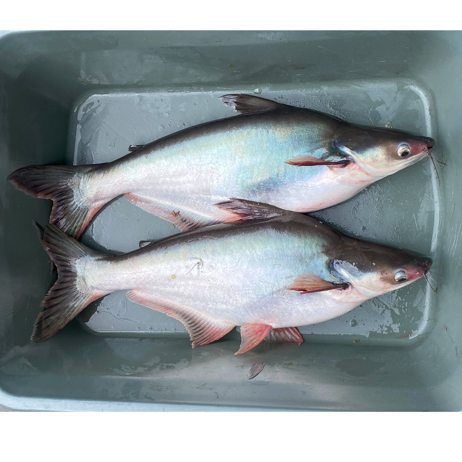 Jual Ikan Patin Segar Fresh 1 Kg Pangasiu…
