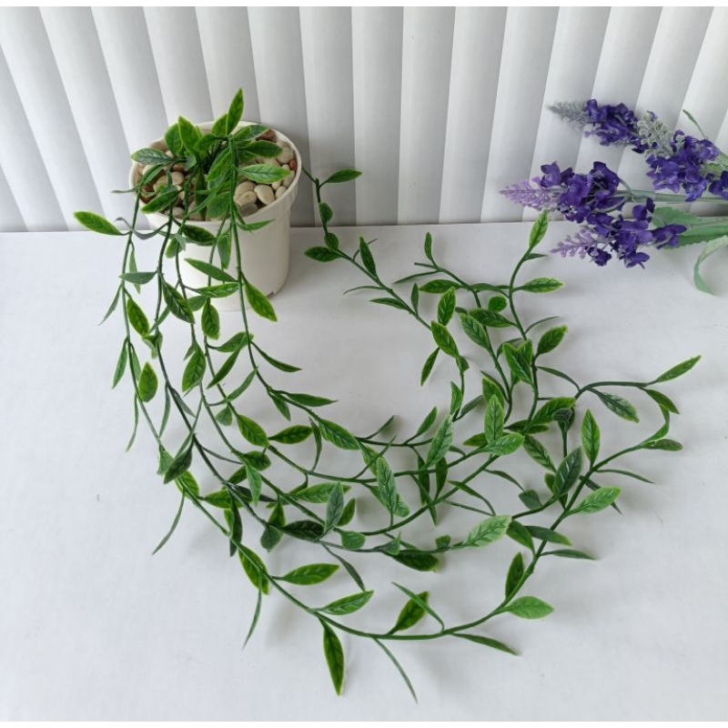 DAUN JUNTAI + POT