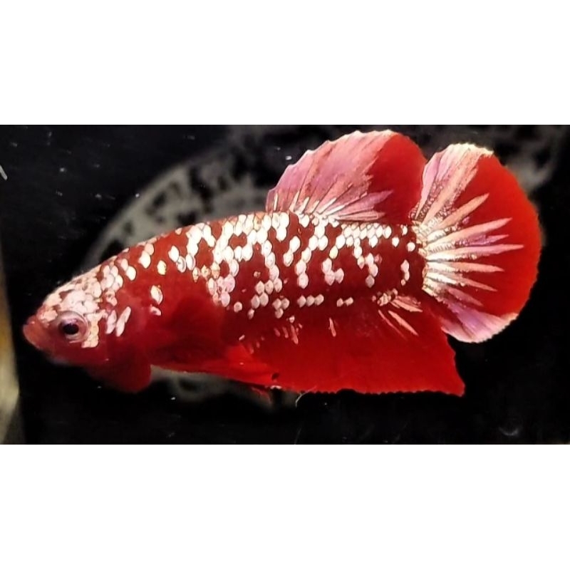 Jual CUPANG RGG (RED GOLD GALAXI LUXURY) | Shopee Indonesia