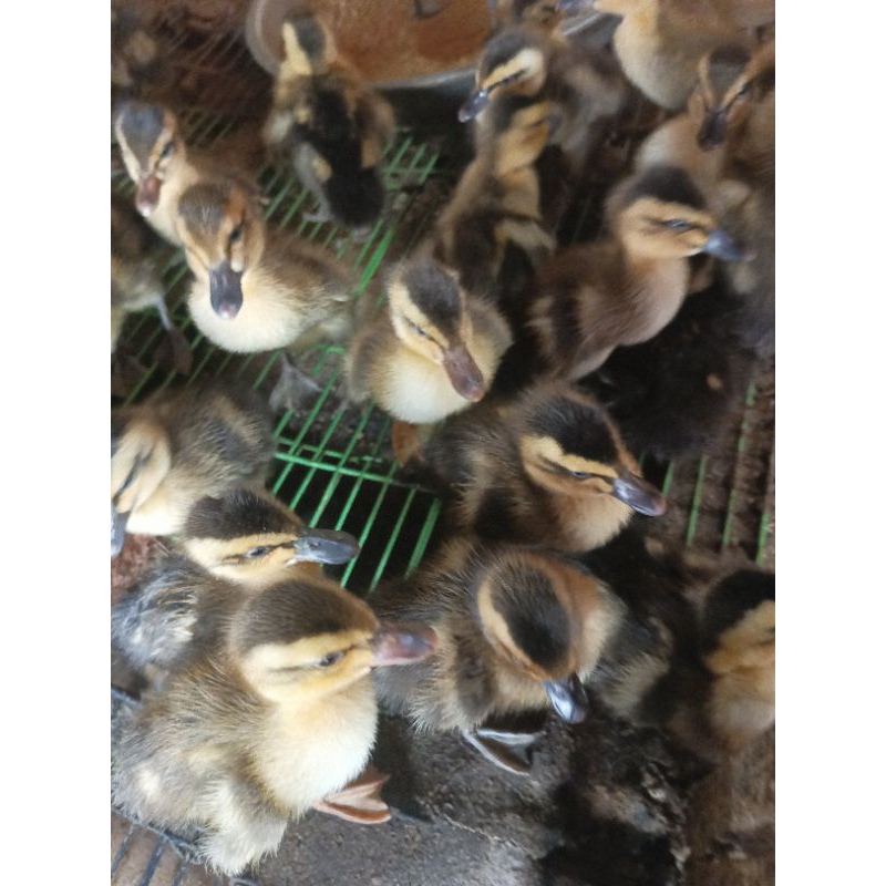 Jual Bebek Alabio - Bebek Alis Kalimantan - Bebek Alabio Pedaging ...