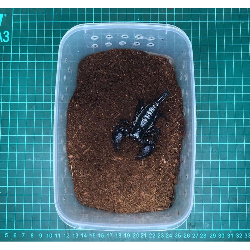 Jual javanicus cyaneus afs | Shopee Indonesia