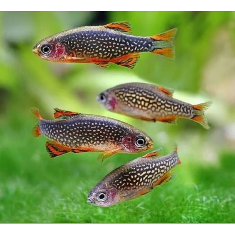 Jual Rasbora Galaxy Emerald Axelrodi Macullata Harlequin Hengeli ...