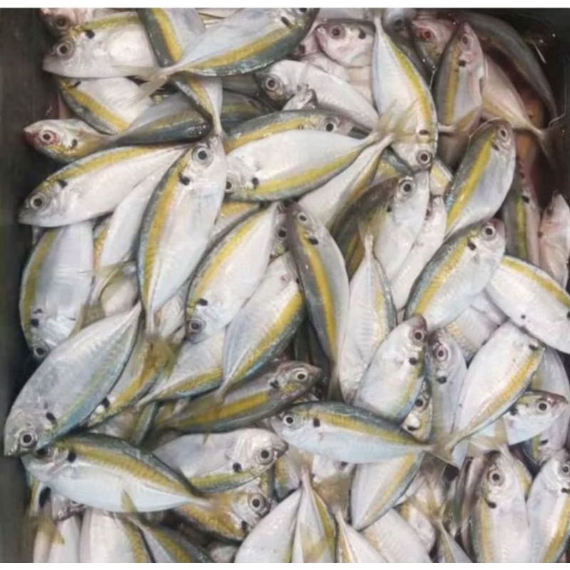 Jual ikan laut selar 500gr segar | Shopee Indonesia