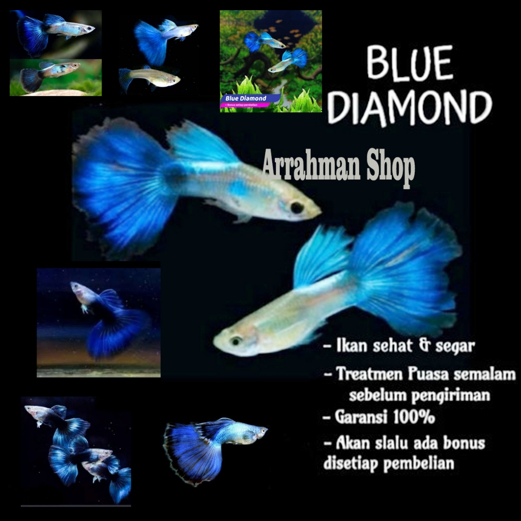 Jual Ikan Guppy Blue Diamond Aquascape Aquarium - ikan hias gapi ...