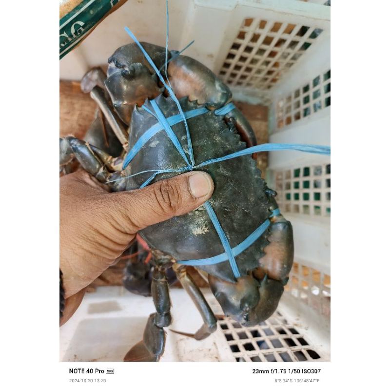 Jual Kepiting Rawa HIDUP /pertelur ukuran 1kg | Shopee Indonesia
