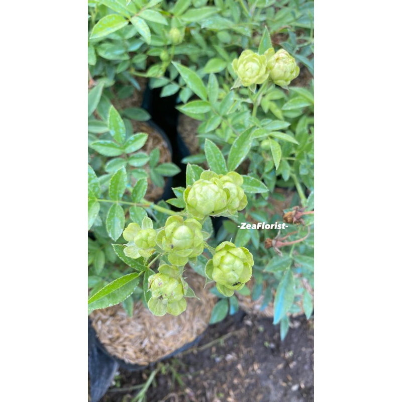 Jual Bibit Tanaman Mawar Eclair / Eclair Green Rose / Eclair Hijau ...