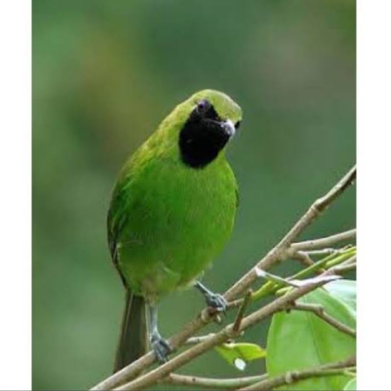 Jual Cucak ijo mini jantan rawatan | Shopee Indonesia