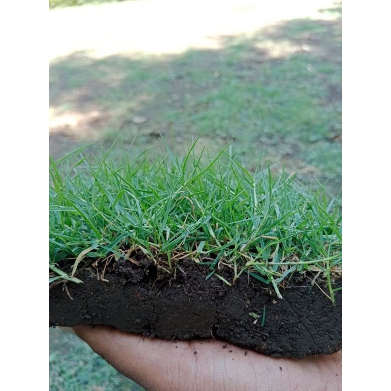Jual Mari Panen-paket 8 lembar rumput jepang siap tanam | Shopee Indonesia
