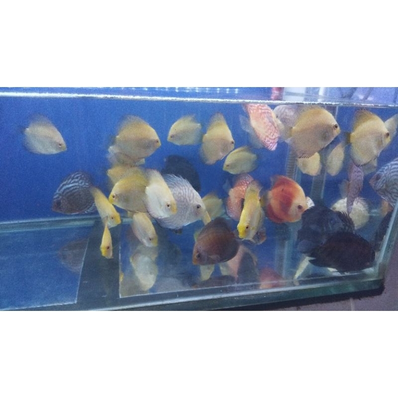 Jual discus paket 10ekor | Shopee Indonesia
