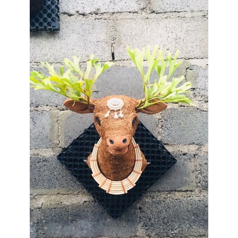Jual simbar rusa platycerium ridleyi | Shopee Indonesia