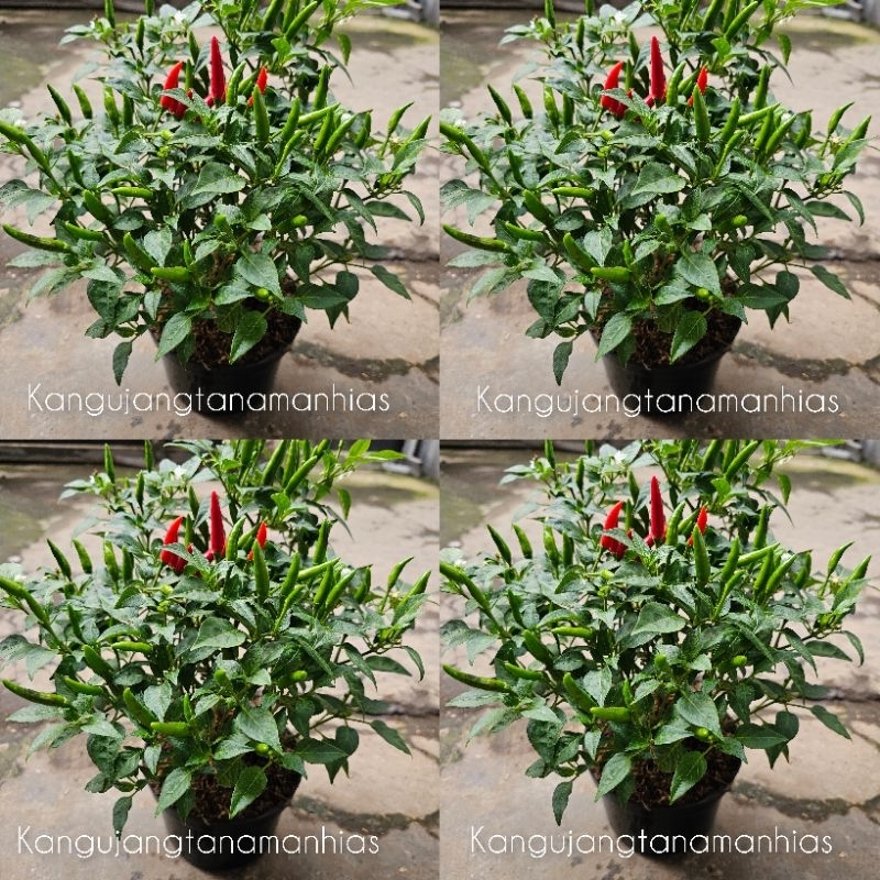 Jual PAKET 10 POT TANAMAN CABE RAWIT SUPER ( CABAI ) SUDAH BERBUAH ...