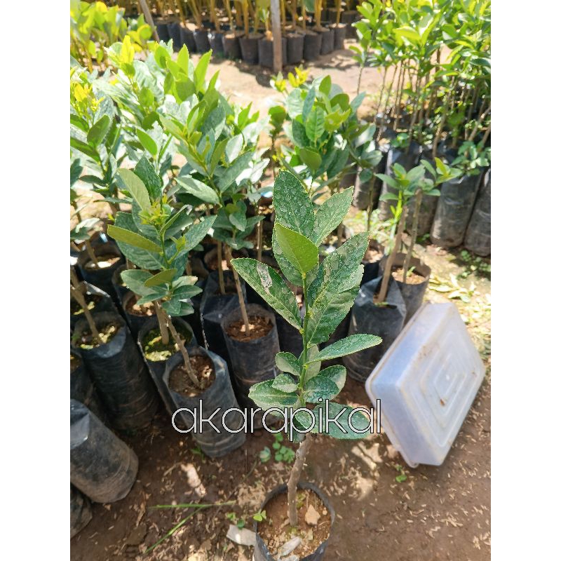 Jual Bibit Tanaman Buah Jeruk Lemon Jumbo Montaji Tanpa Biji Okulasi ...