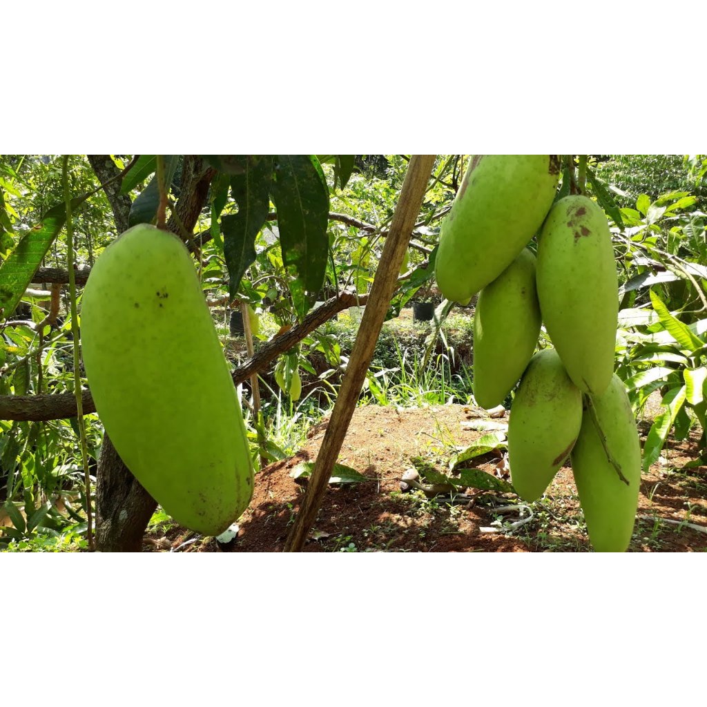 Jual Bibit Tanaman Mangga Golek India Sudah Berbuah Shopee Indonesia