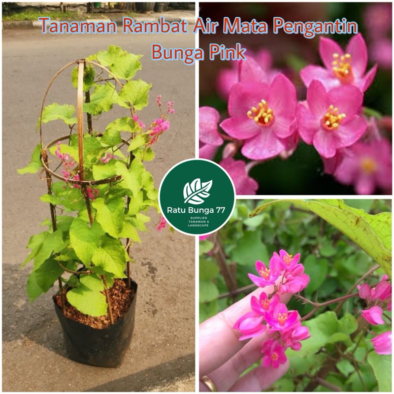 Jual Tanaman Rambat Air Mata Pengantin Bunga Pink | Shopee Indonesia