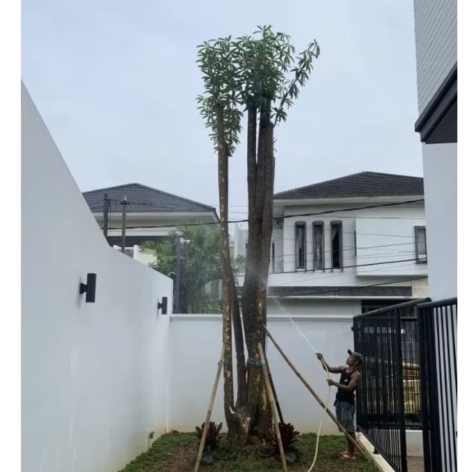 Jual Pule grouping harga sudah plus tanam//pohon pelindung//Tanaman ...