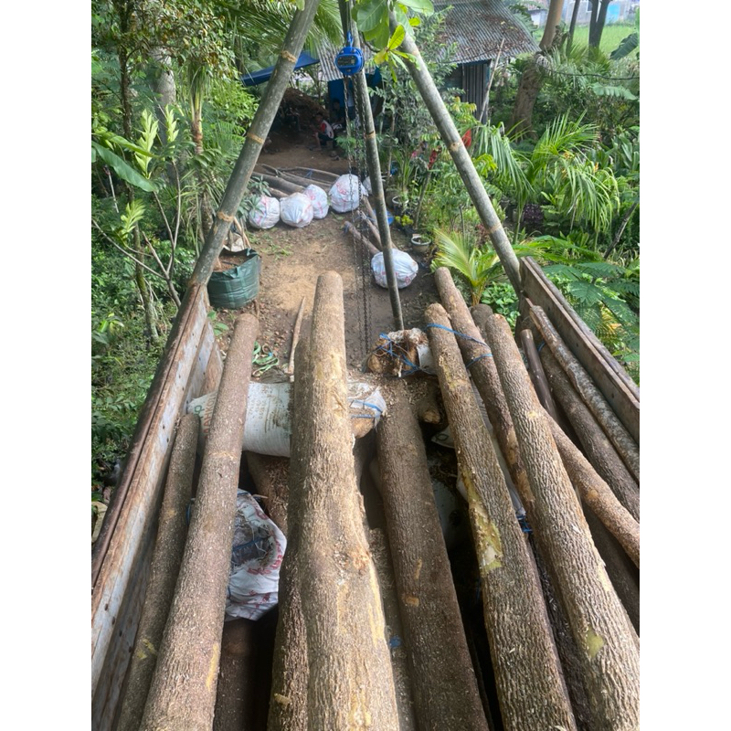 Jual Pohon pule tunggal dan grouping | Shopee Indonesia