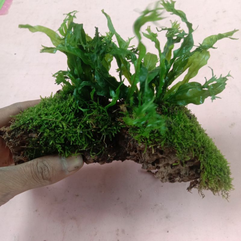 Jual kayu rentek Java paren windelop pul MOS tanaman Aquascape | Shopee ...