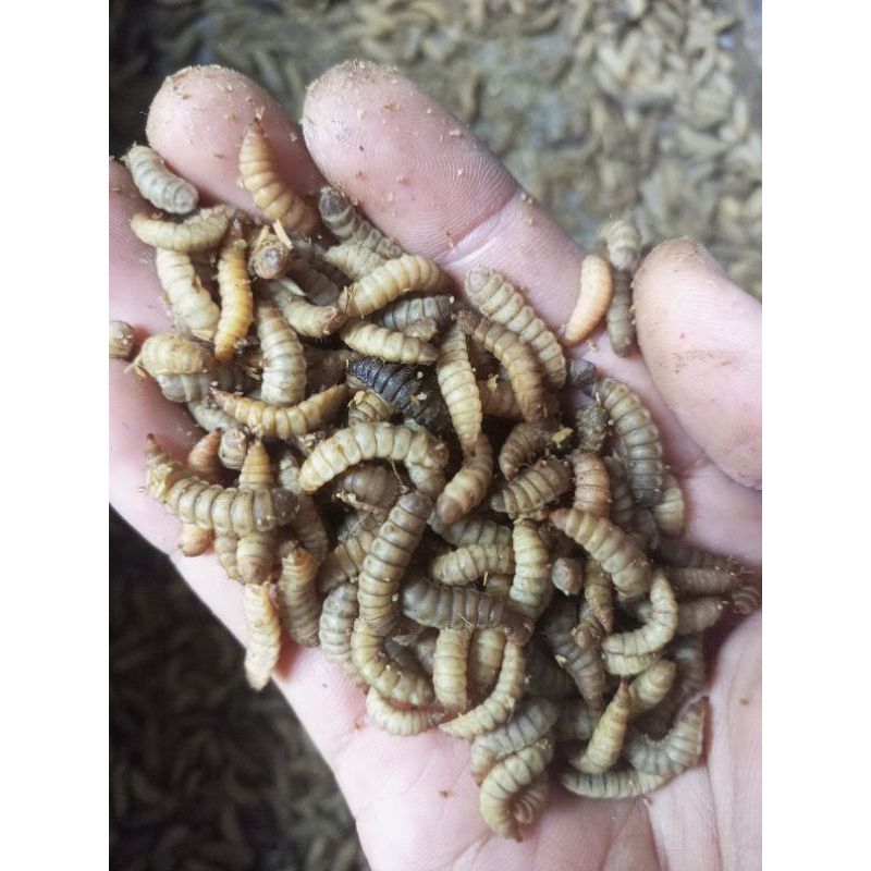 Jual Maggot Hidup / Fresh 100gram | Shopee Indonesia
