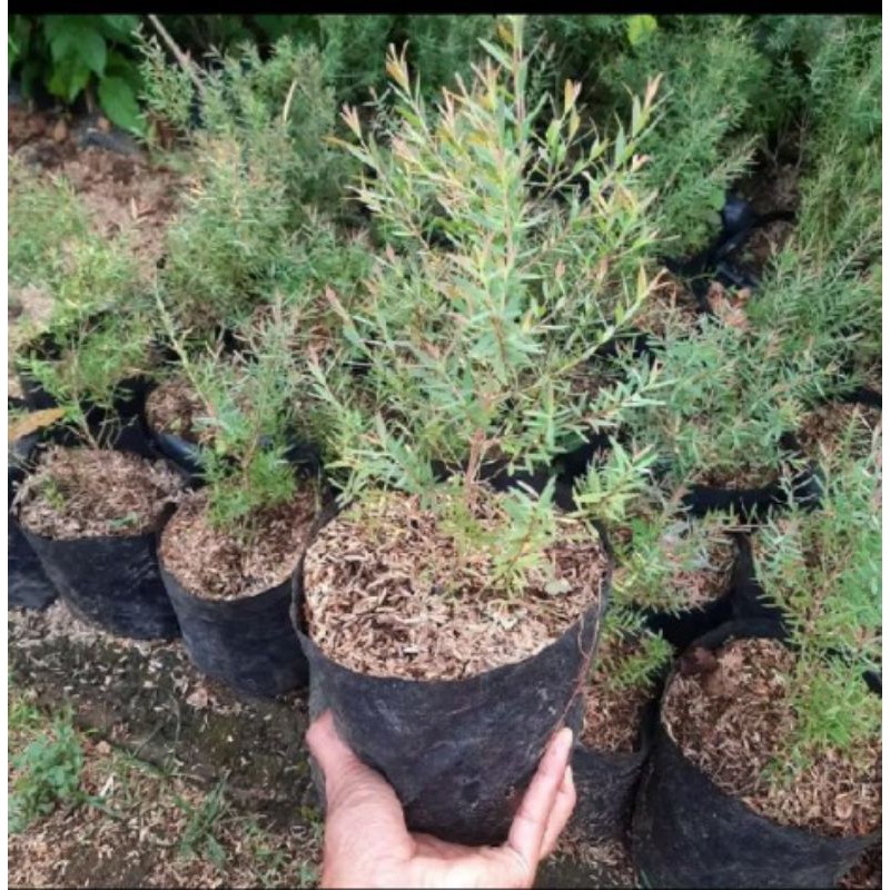 Jual tanaman hias pohon minyak kayu putih | Shopee Indonesia