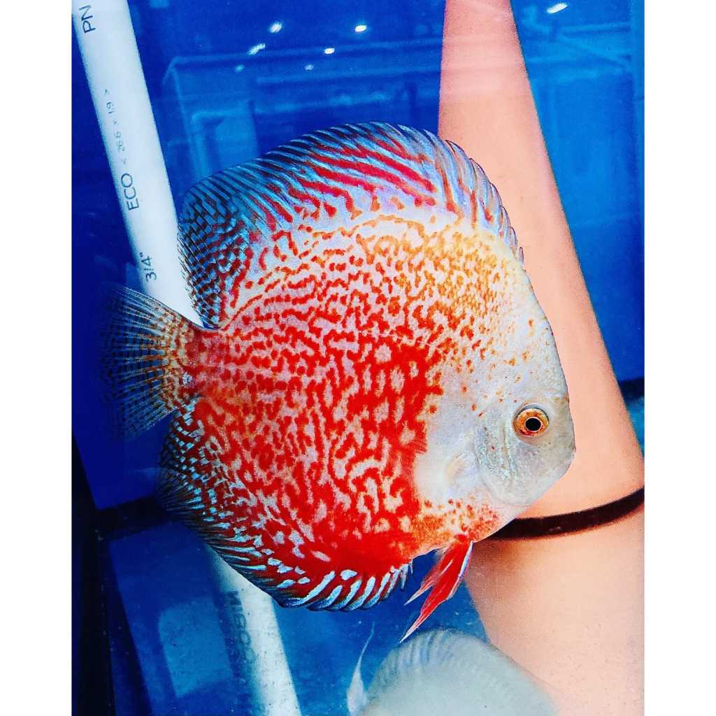 Jual hiasan aquarium ikan discus super snowleopardt | Shopee Indonesia