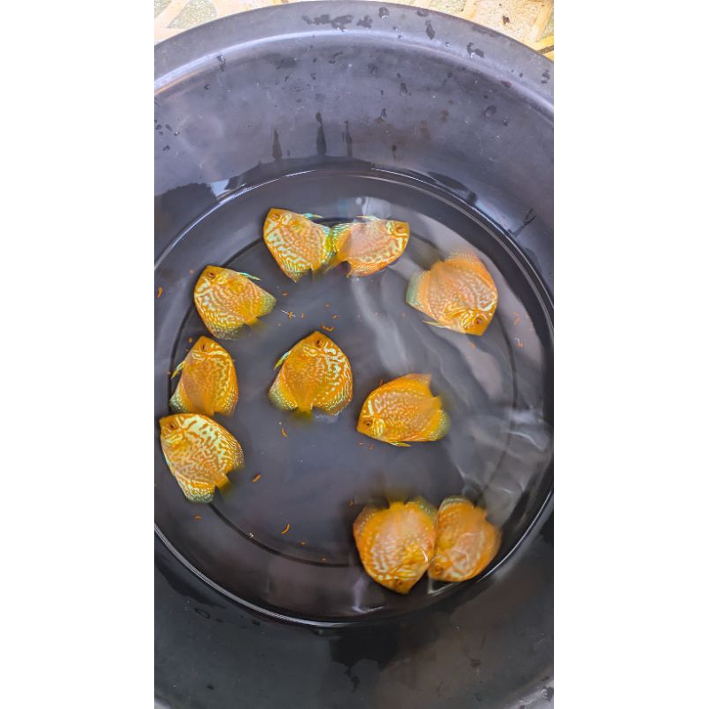 Jual Discus mix kombinasi warna atau jenis 5 ekor // ikan hias aquarium ...