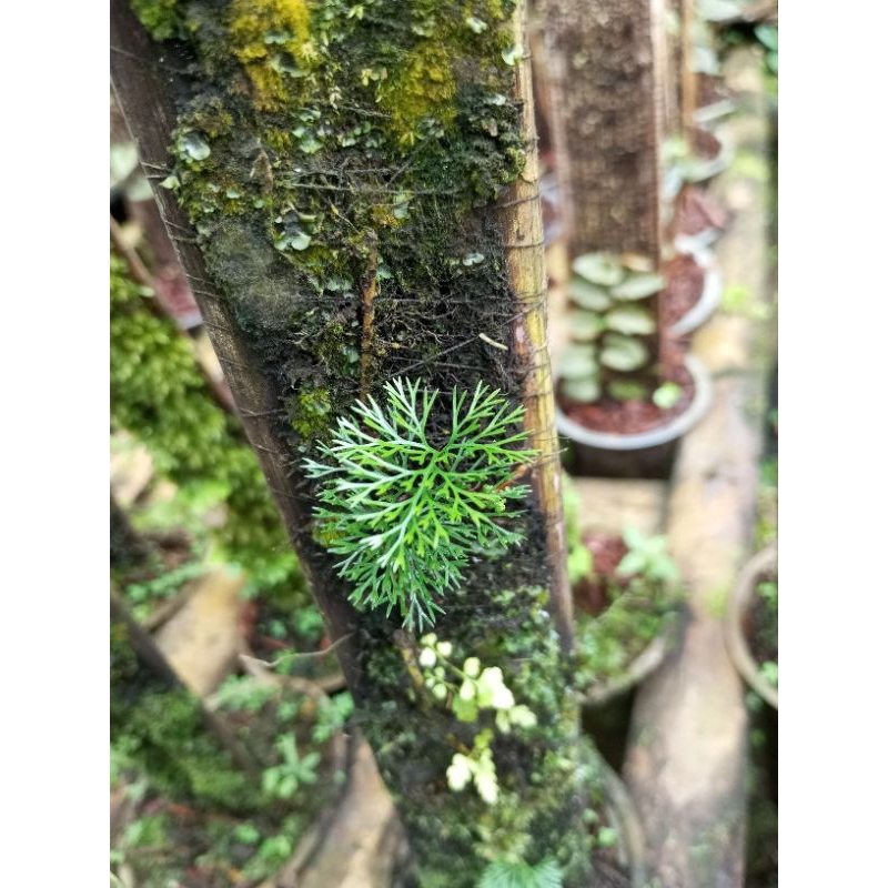 Jual tanaman hias/terarium/terarium plant/davallia parvula/pakis rambat ...