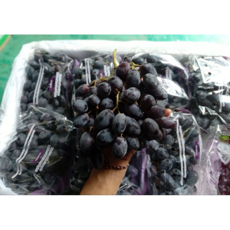Jual [PREMIUM] Anggur Autumn Australia – Manis, dan Non Biji Fresh ...