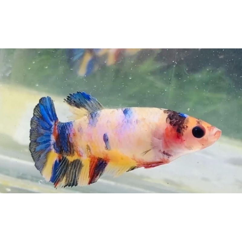 Jual female cupang multicolor atau RKC kualitas bagus | Shopee Indonesia