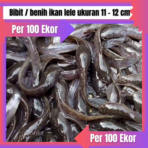 Jual Bibit / benih ikan lele ukuran 11 12 cm