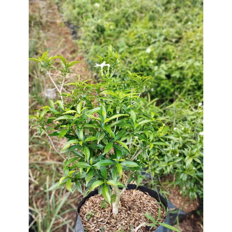 Jual tanaman asoka rombusa /asoka rombusa putih | Shopee Indonesia