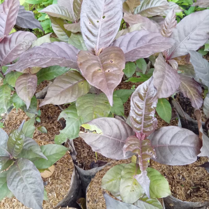 Jual Tanaman herbal daun Handeuleum daun ungu | Shopee Indonesia