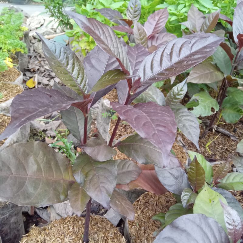 Jual Tanaman herbal daun Handeuleum daun ungu | Shopee Indonesia