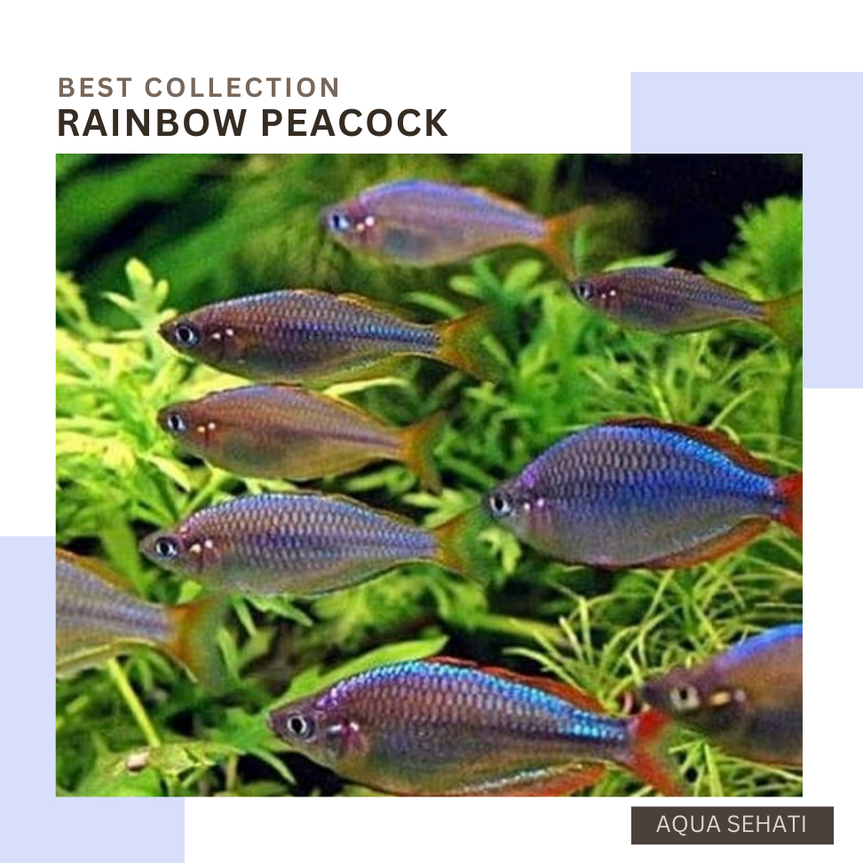 Jual ikan hias RAINBOW PEACOCK / Rainbow Fish HIASAN AQUARIUM / Dwarf ...