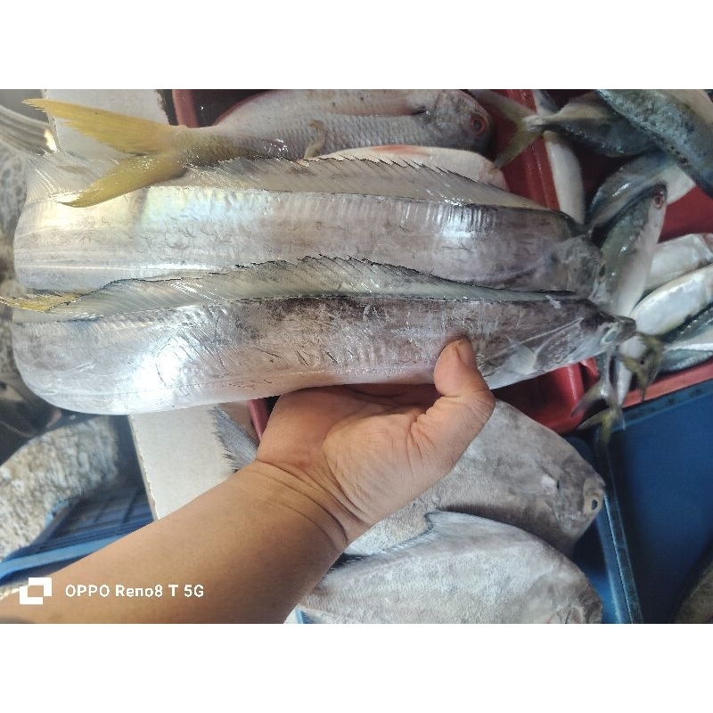 Jual Ikan Layur segar 500grm | Shopee Indonesia