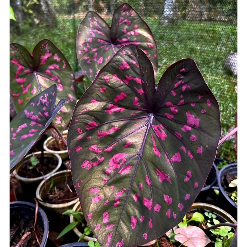 Jual Caladium Clavaltum Rubycundum Tanaman Hias Keladi Caladium ...