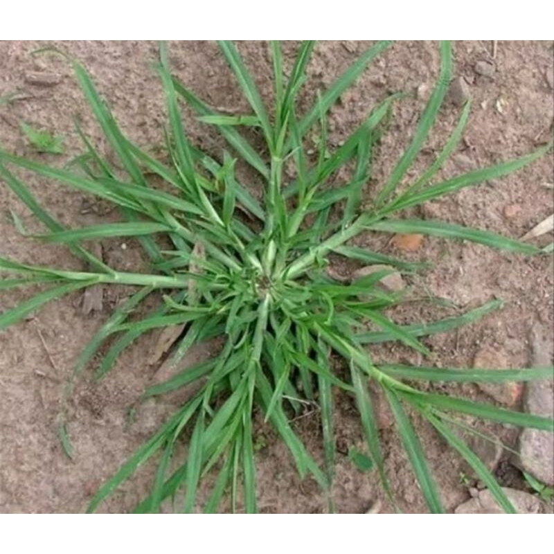Jual rumput belulang rumput jampang obat herbal ( satu pohon besar ...