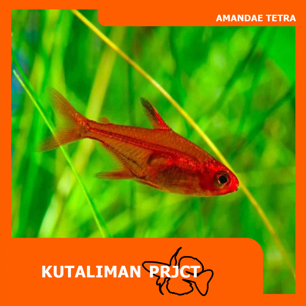 Jual AMANDAE TETRA / EMBER TETRA | Shopee Indonesia