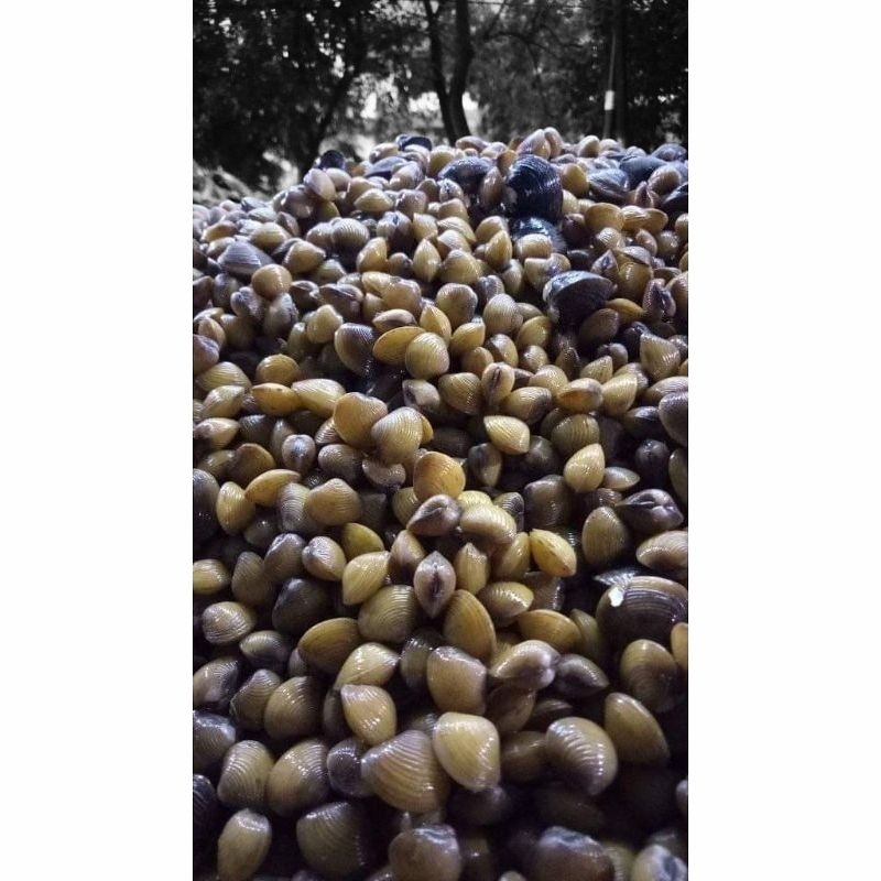Jual kerang kali remis 1kg obat penyakit kuning /liver laya hidup 1kg ...