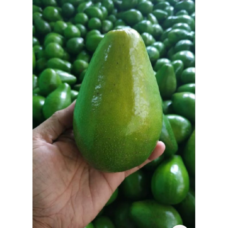 Jual ALPUKAT MENTAGA ASLI 1KG ISI 7-8-9 | Shopee Indonesia