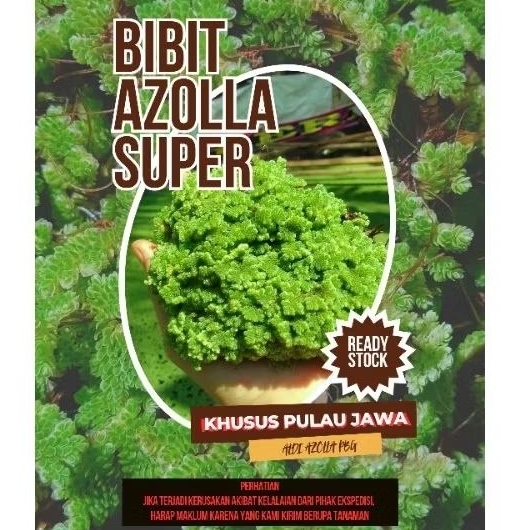 Jual Azolla Bibit Azolla Pakan Ternak Azolla Super 1kg | Shopee Indonesia