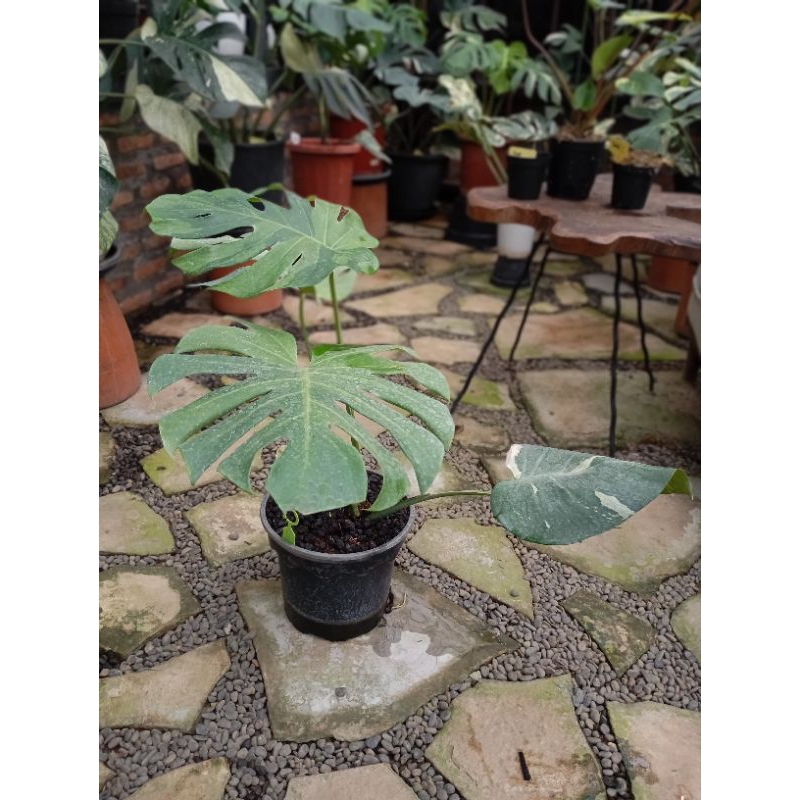 Jual MONSTERA SPINX | Shopee Indonesia